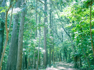 里山の自然